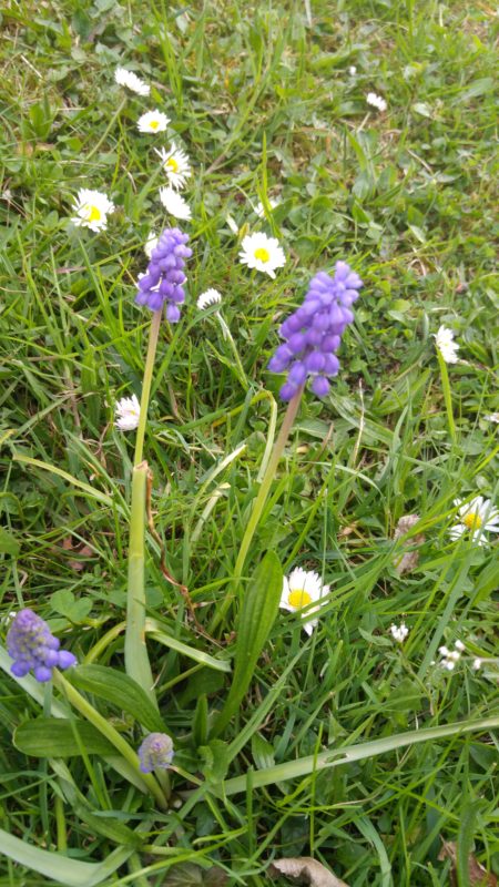 Selinum Wallichianum Tuinplanten Planten Tuin